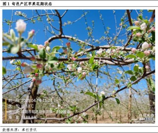 【花期调研】低温、大风或增加挂果欠佳的概率